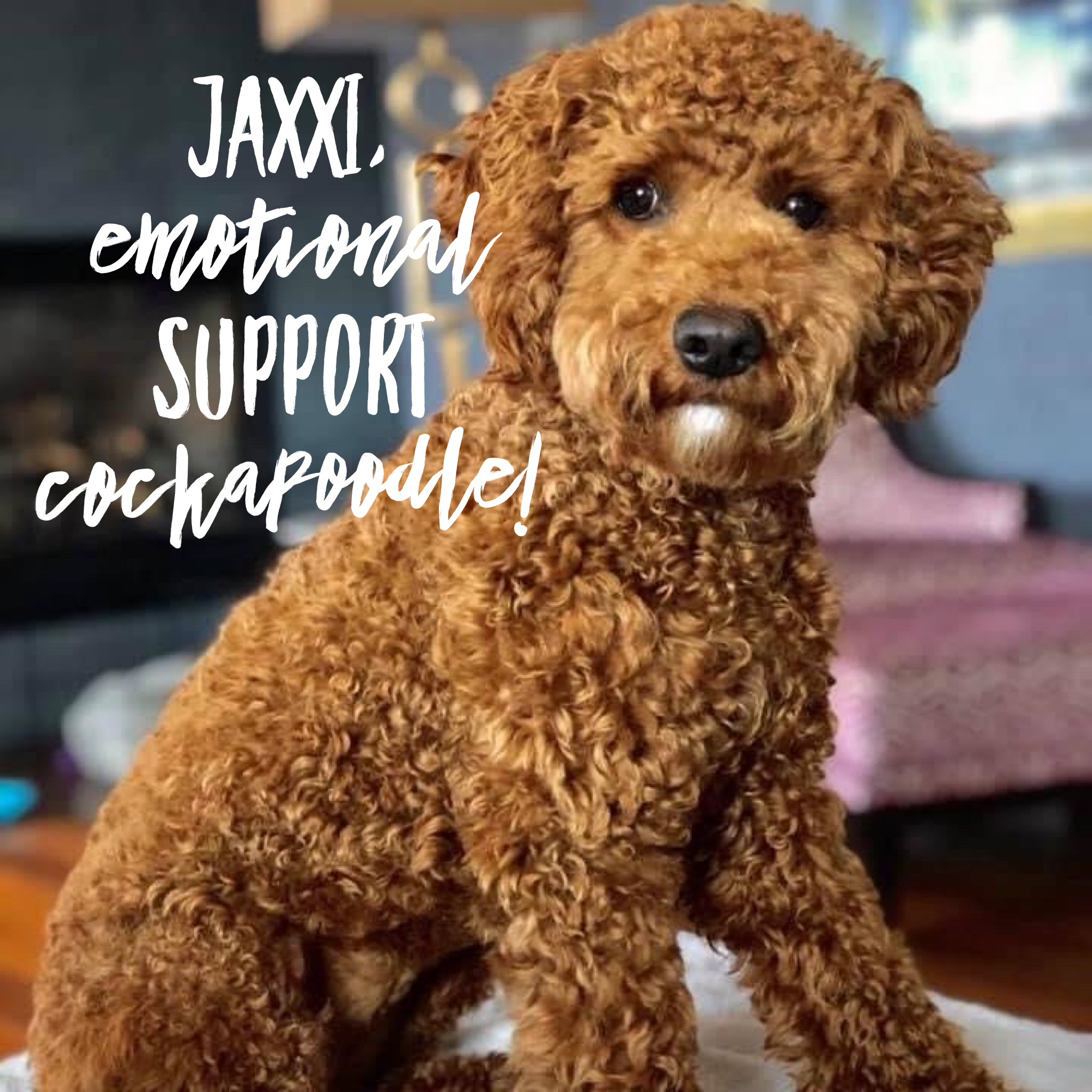 Jaxxi the emotional support cockapoodle