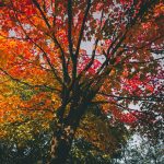 tree with leaves changing color for fall