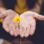 hands holding yellow flower