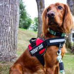 therapy dog in vest