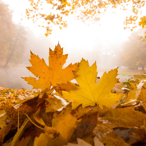 Leaves in the Fall